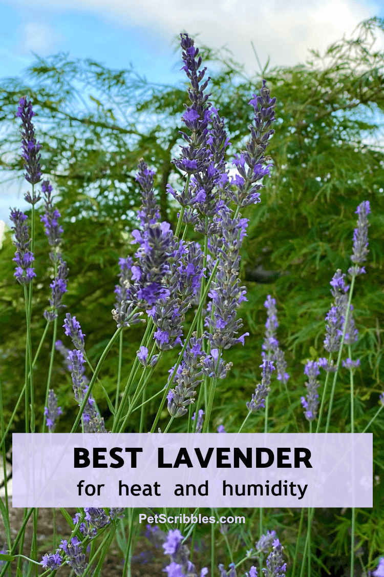 Lavender Phenomenal: best lavender for heat and humidity! - Garden Sanity  by Pet Scribbles